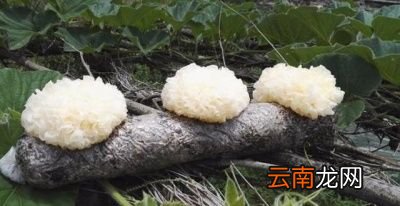 发了芽的土豆还能不能吃