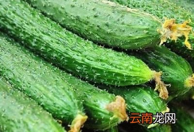 发了芽的土豆还能不能吃
