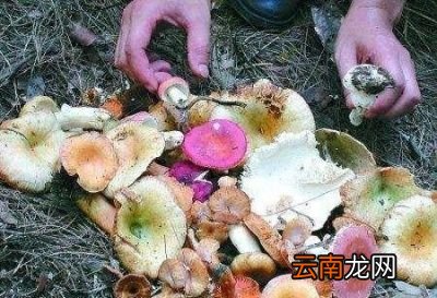 发了芽的土豆还能不能吃