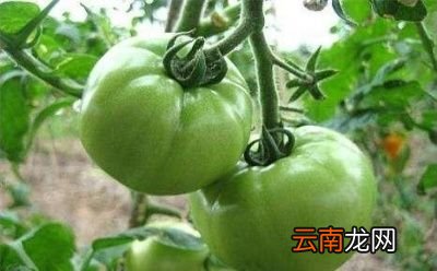 发了芽的土豆还能不能吃