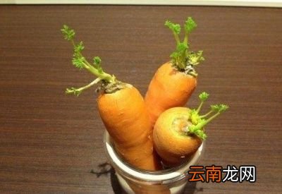 发了芽的土豆还能不能吃