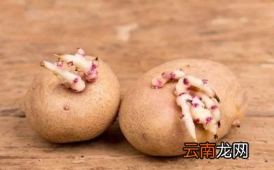 发了芽的土豆还能不能吃