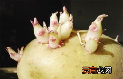 为什么发芽的土豆不能吃