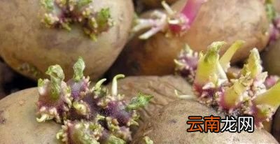 Q其他发芽食物也有毒吗