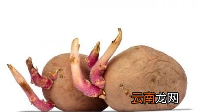 “发芽的土豆有毒”是真的吗