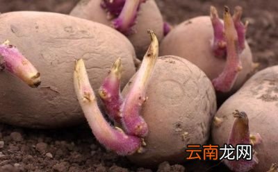 “发芽的土豆有毒”是真的吗