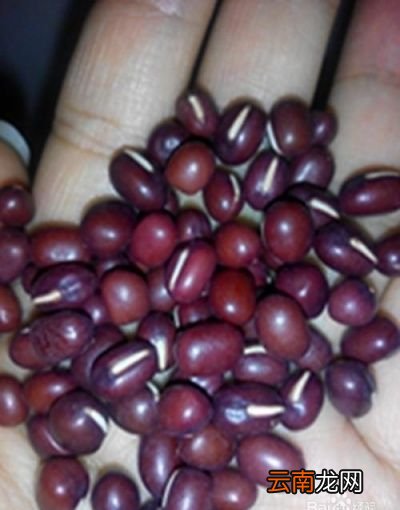 红豆水 红小豆简单做法