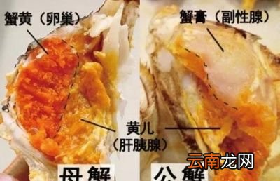 公蟹母蟹的营养价值有区别吗