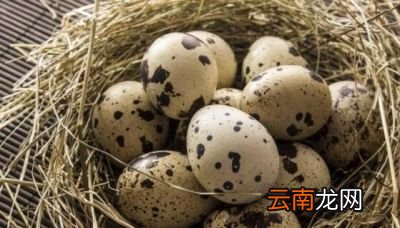 常吃鹌鹑蛋的作用