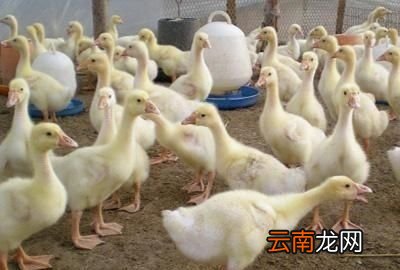 立冬鹅应该选定在哪个阶段进鹅苗呢