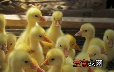 立冬鹅应该选定在哪个阶段进鹅苗呢