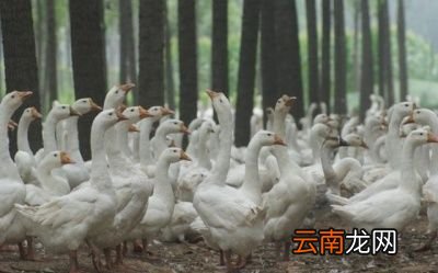 立冬鹅应该选定在哪个阶段进鹅苗呢