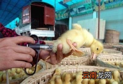 立冬鹅应该选定在哪个阶段进鹅苗呢