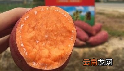 导读用微波炉怎样烤红薯