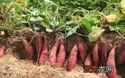 微波炉怎么做呢