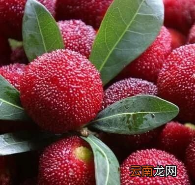 杨梅要怎么挑选