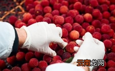 吃酸梅的好处有很多但我们也不能过多食用