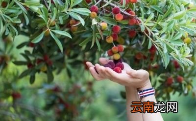 吃杨梅有什么好处呢