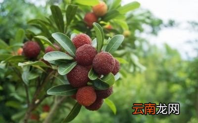 吃杨梅有什么好处呢