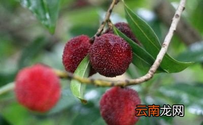 吃酸梅的好处有很多但我们也不能过多食用