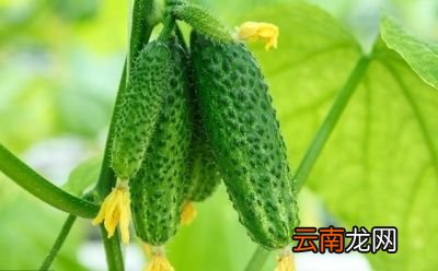 “二伏”天要喝哪三种粥呢