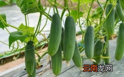 “二伏”天要喝哪三种粥呢