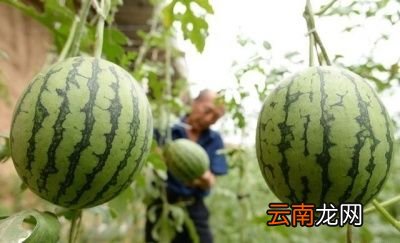 “二伏”天要喝哪三种粥呢