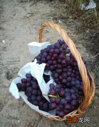 夏黑葡萄该如何控旺
