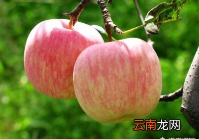 山楂煮苹果可以减肥吗