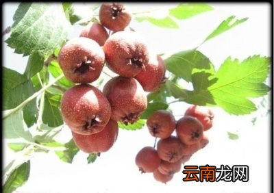 山楂煮苹果可以减肥吗
