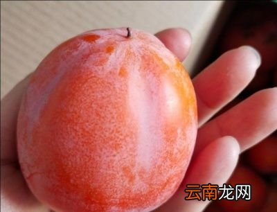 种脆柿子的脱涩和储存方法