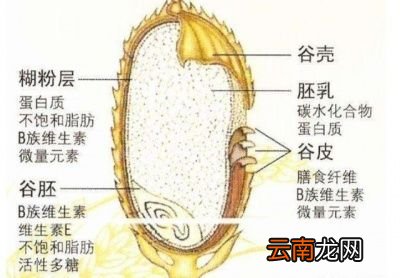 全麦面包和白面包的区别