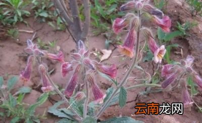田地里被称作老头喝酒的植物有什么作用