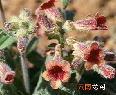 田地里被称作老头喝酒的植物有什么作用