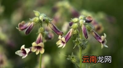怎么会被搁上“老头喝酒”这个称呼