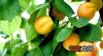 吃杏子有什么禁忌