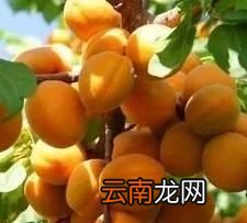 吃杏子有什么禁忌