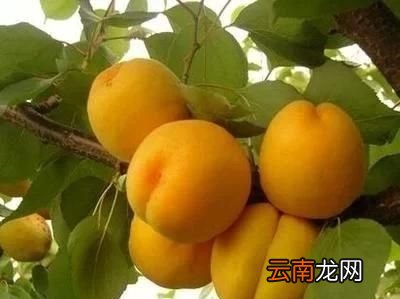 吃杏子有什么禁忌
