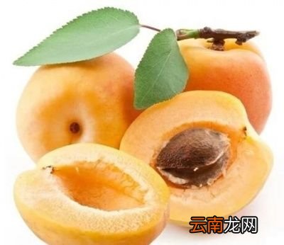 吃杏子有什么禁忌