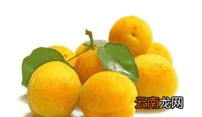 吃杏子有什么禁忌