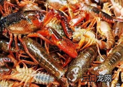 小龙虾剪除头部技巧