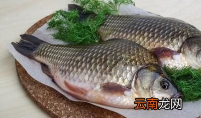 如何做出美味不腥的鲫鱼汤
