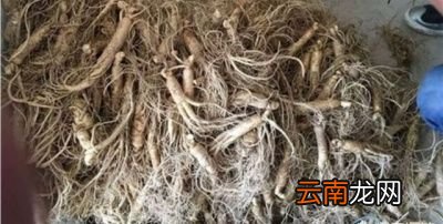 购买大号鲜人参怎样的好