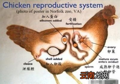 大养殖场的为什么没有
