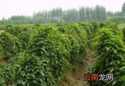 种植山药发芽需要什么样的湿度