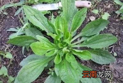 你对于车前草又有哪些认识