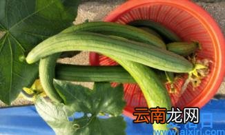 为什么丝瓜会黑掉 丝瓜冷藏发黑还能吃吗
