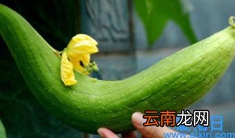 为什么丝瓜会黑掉 丝瓜冷藏发黑还能吃吗