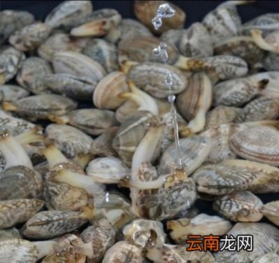 姜葱炒花甲需要加水吗