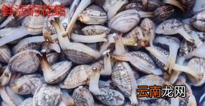 花蛤怎么炒最好要不要过水